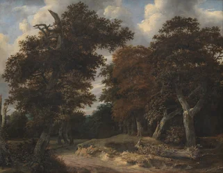 Strada attraverso una foresta di querce